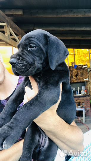 Немецкий дог