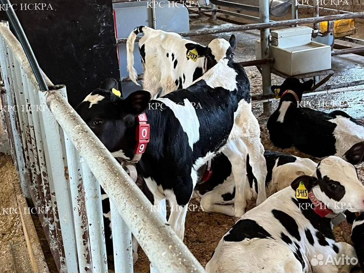 Телята бычки