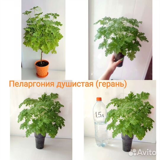 Растения комнатные микс