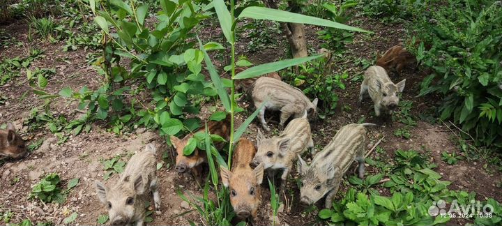 Поросята породы Мангал