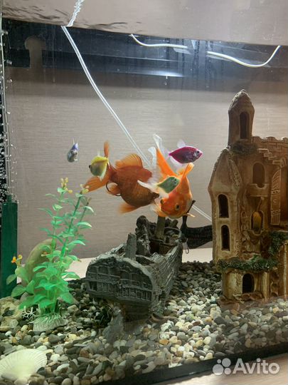 Аквариум с рыбами
