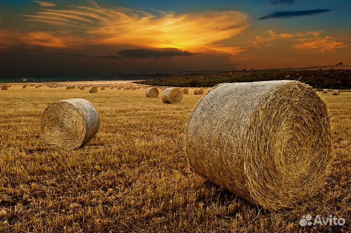 Солома в больших рулонах 250кг