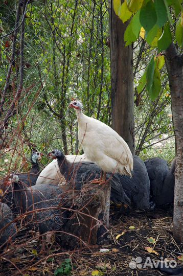 Яйцо цесарки