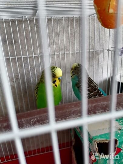 2 попугайчика с клеткой