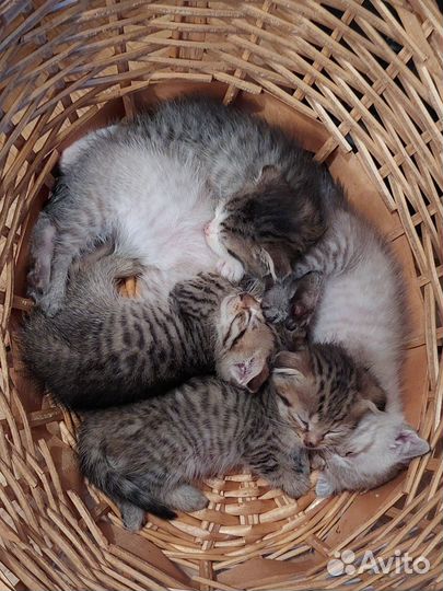 Котята в добрые руки