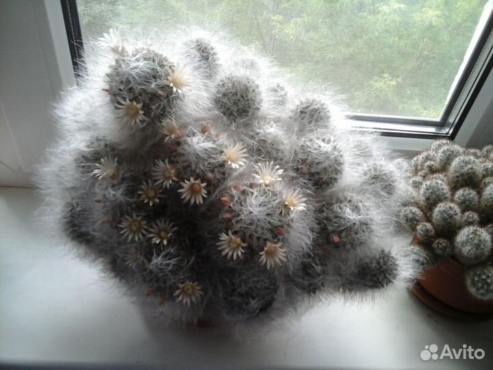 Пушистый кактус - мамиллярия бокасана