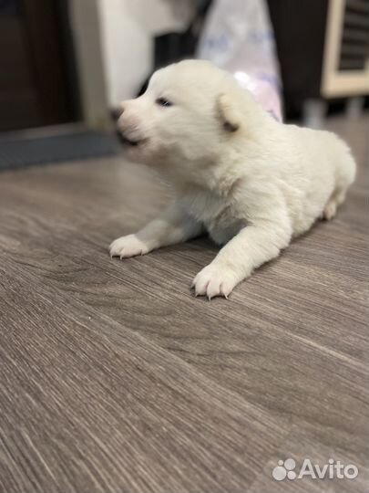 Западно сибирская лайка