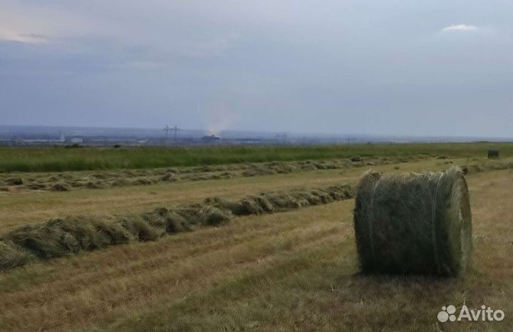 Сено в рулонах