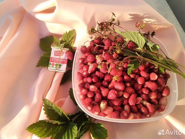 Рассада земляники садовой