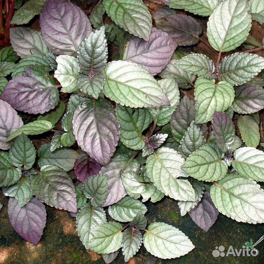 Молинезия вольная (Poecilia salvatoris)