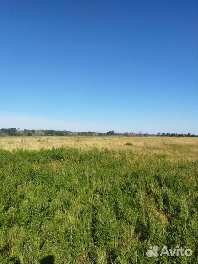 Сено в лугах