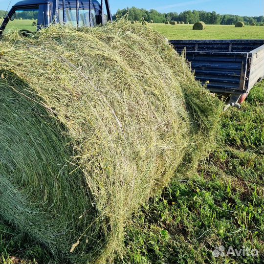 Сено луцерно 2023