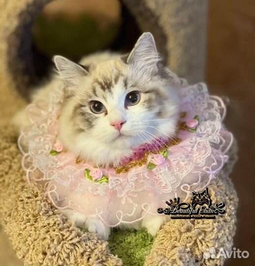 Девочка рэгдолл