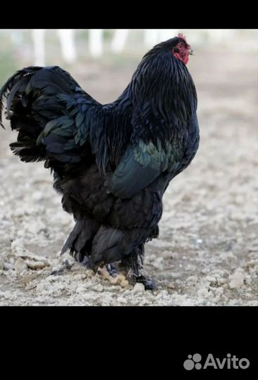 Петух брама