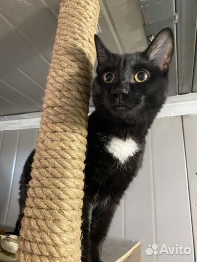 Гостиница для животных/кинолог дрессировка