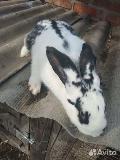 Кролики.3.4.месяца