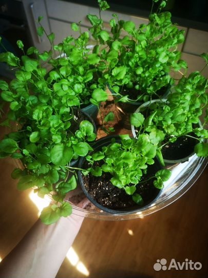 Рассада лобелии