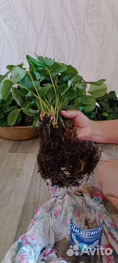 Рассада клубники