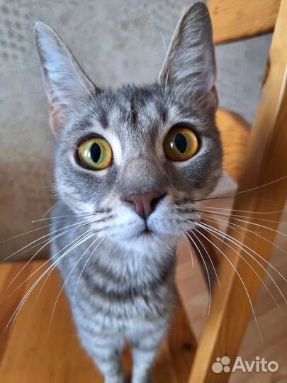Кошка Тиффани