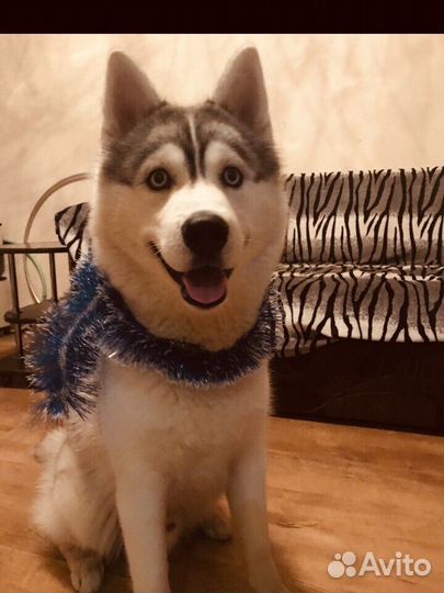 Кобель сибирский хаски.Вязка