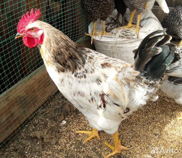 Молодые петухи Алапаевск