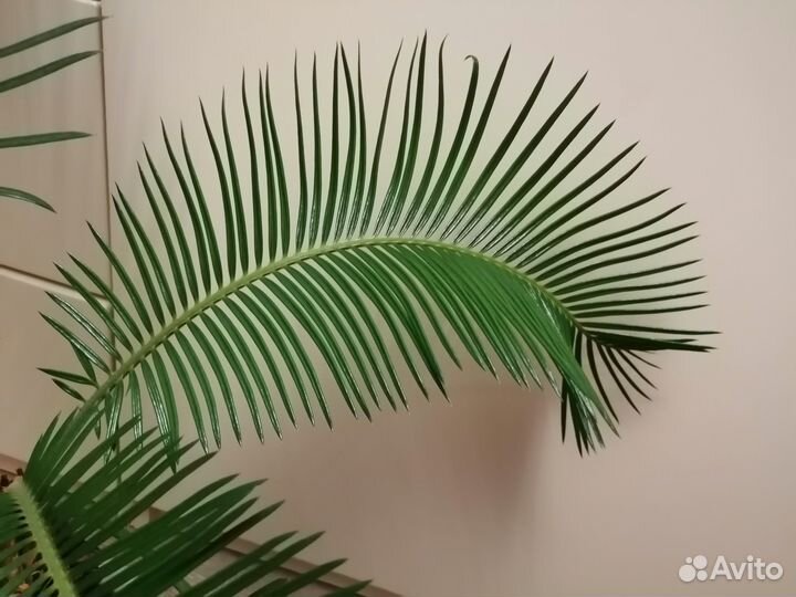 Цикас