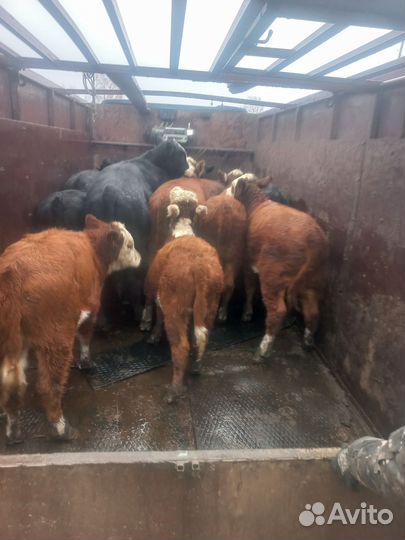 Тёлки герифорды