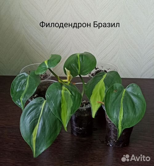 Эпипремнум, сциндапсус, филодендрон, традесканция