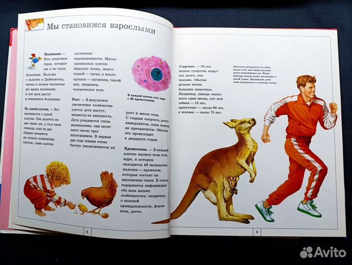 Тело человека. Как мы устроены.1995