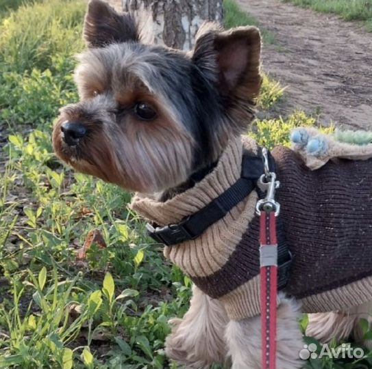 Ремни безопасности для а/м, шлейка для собак