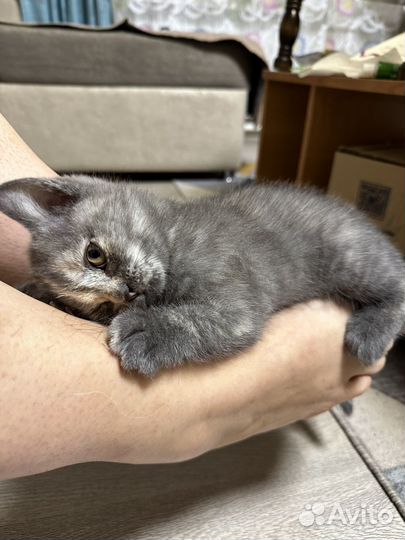 Шотладские котята