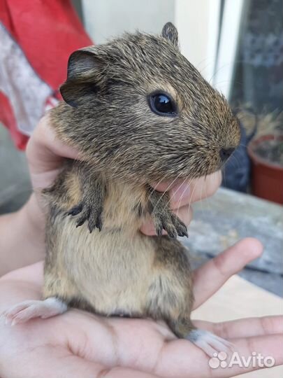 Морские свинки американский тедди