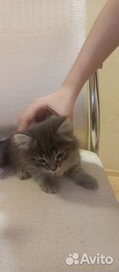 Котята бесплатно