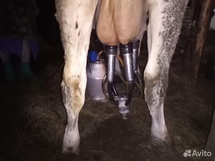 Высоко убойные коровы