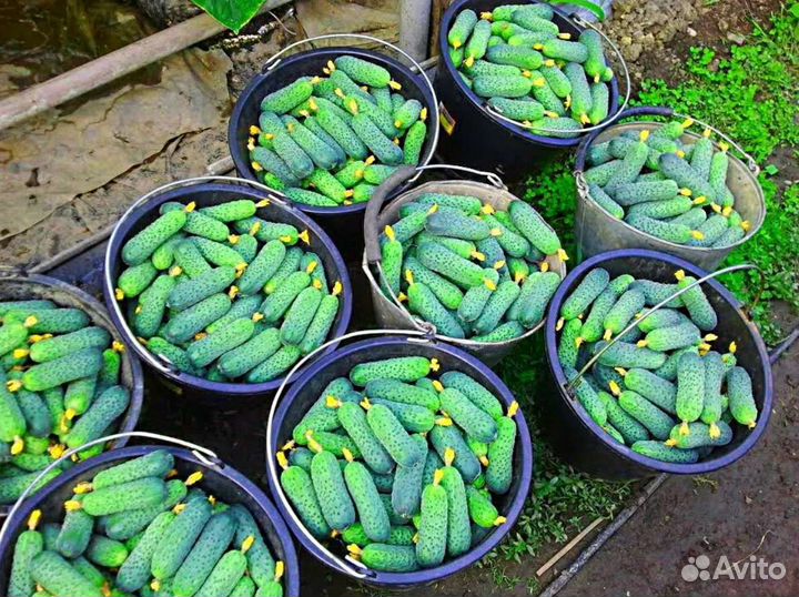 Суперраннего огурца Mysson F1 Sakata япония