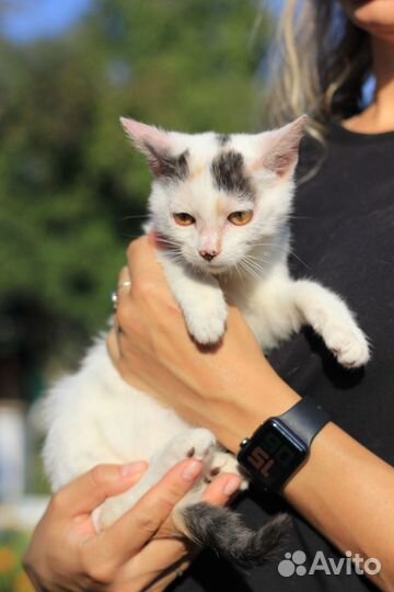 Кошечка, 4 месяца, в добрые руки