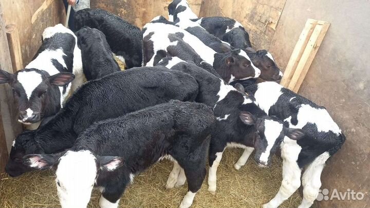 Бычки Холмогор помес с абердин ангусом до 3х месяц