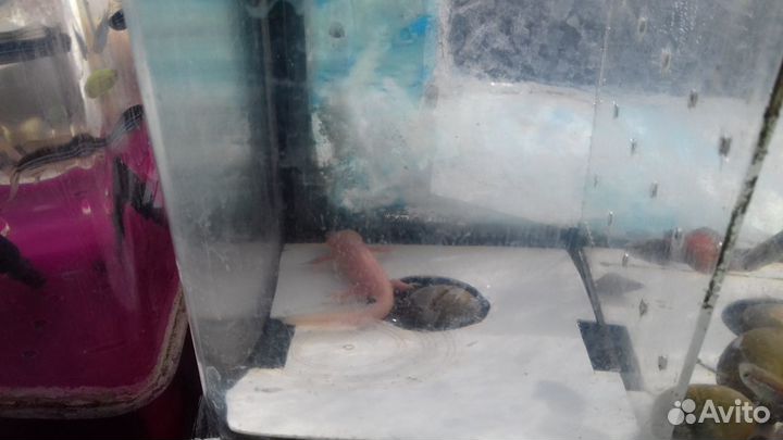 Дракончики