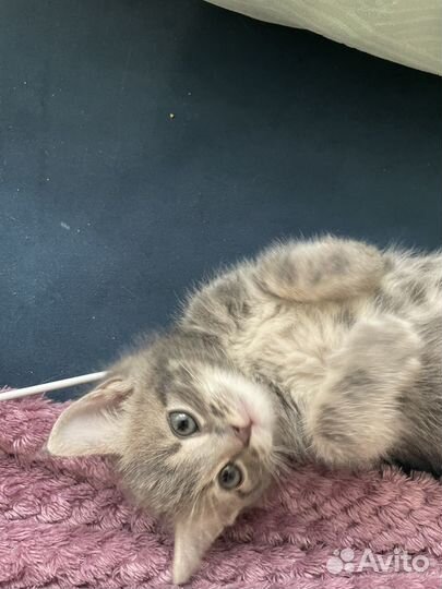 Котенок в добрые руки