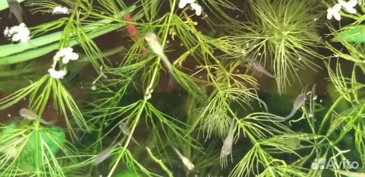 Мальки гуппи, хелены, креветки