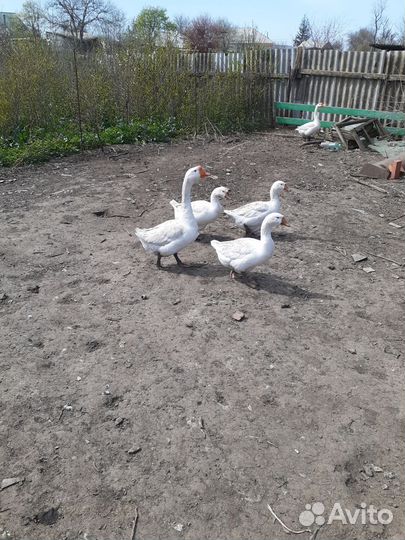 Яйцо инкубационное гусиное