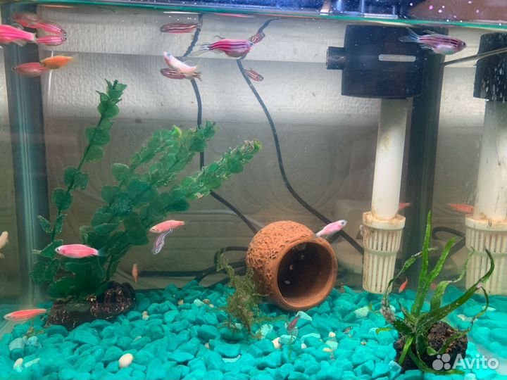 Аквариумные рыбки данио