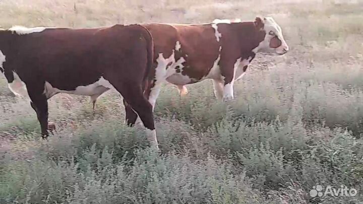 Бычки, телочки