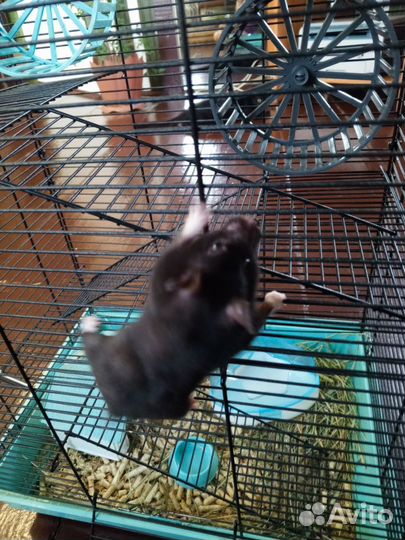 Хомяк с клеткой