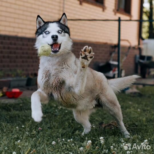 Вольта выкинули хозяева