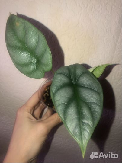 Алоказия Серебряный дракон / silver dragon