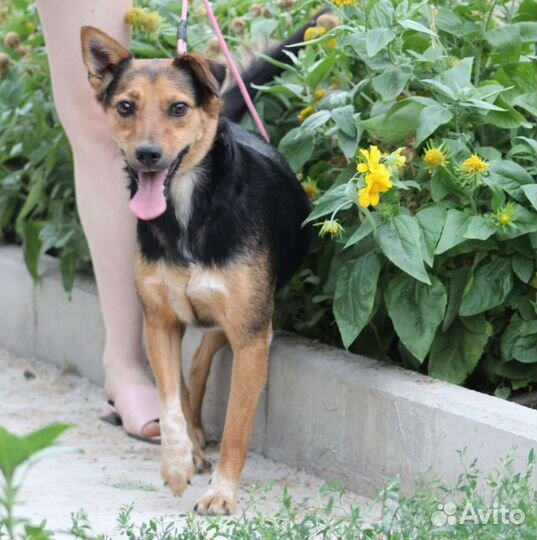 Собачка Роза в добрые руки