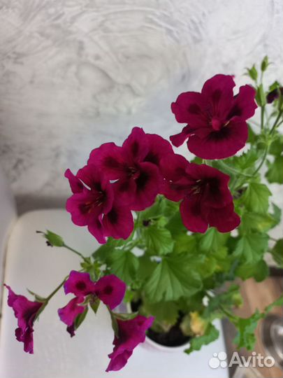 Королевская пеларгония