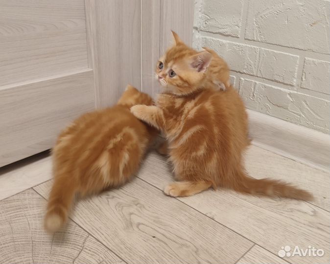 Шотландские малыши