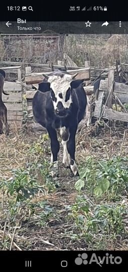 Бык и три коровы